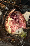 Skunk cabbage